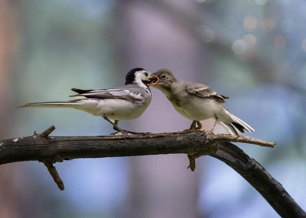 Выставка Тамары Вотинцевой