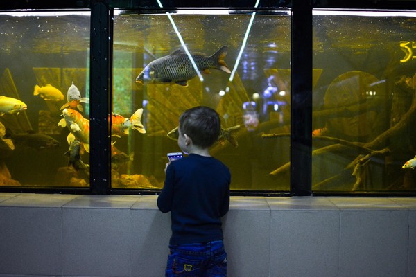 Выставка «Омский акванариум «Наутилус»