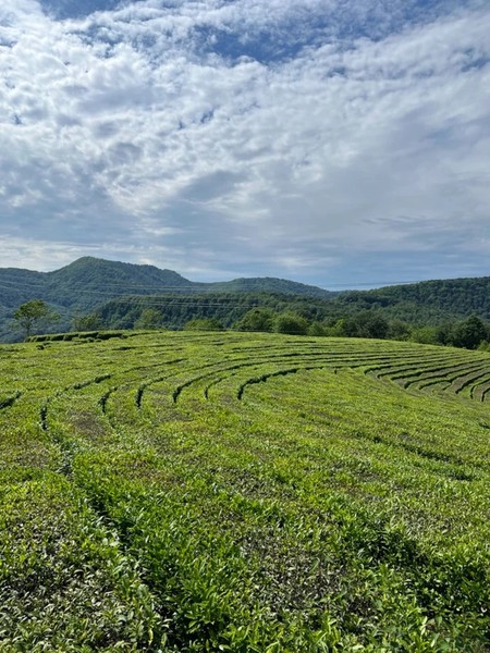 Кругосветка по Сочи: пещера, каньон и чайные плантации