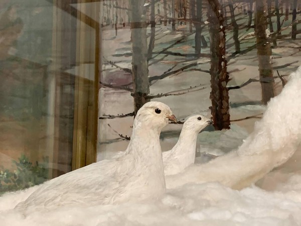 Интерактивное тематическое занятие «Белоснежные животные»