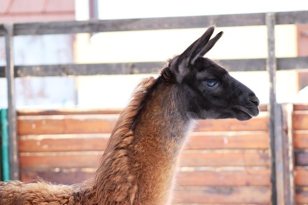 Показательное кормление