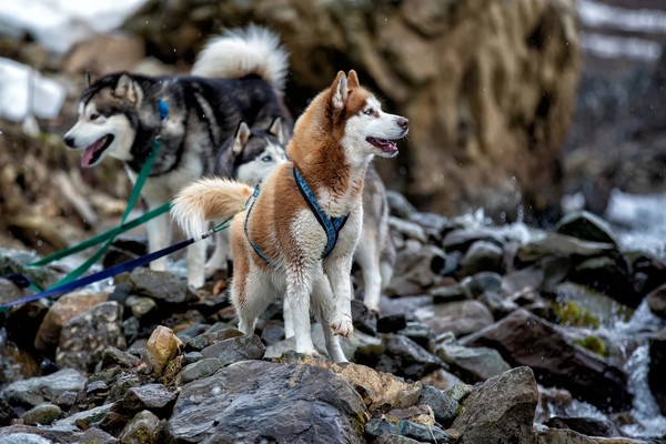 «В гостях у хаски» — этноцентр на вершине горы Ахун