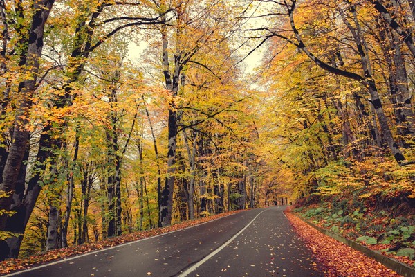 Всесезонный пикник в Сабадури — красивейшем лесу Грузии