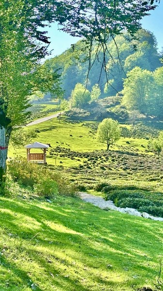 Что скрывает Хоста? Лёгкий треккинг по каньону, пещере и чайным плантациям