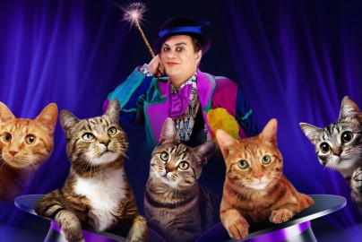 Волшебные кошки