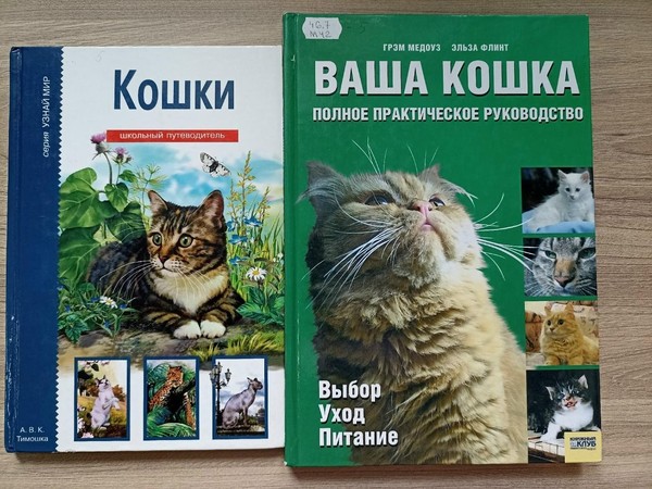 Программа «Веселая котовасия»