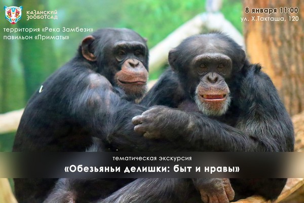 Тематическая экскурсия «Обезьяньи делишки: быт и нравы»