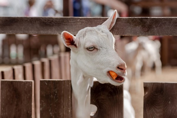 Трансфер в зооландшафтный парк «Диприз»