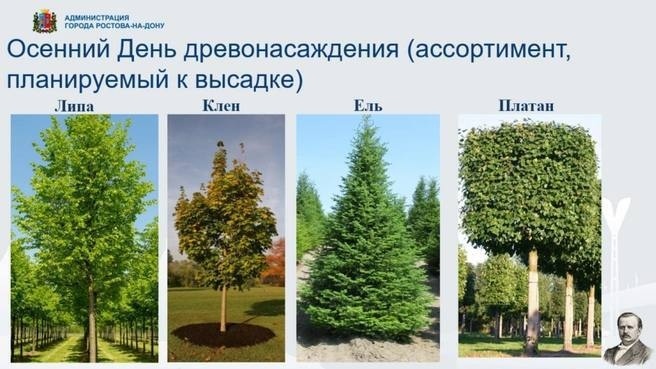 День древонасаждения