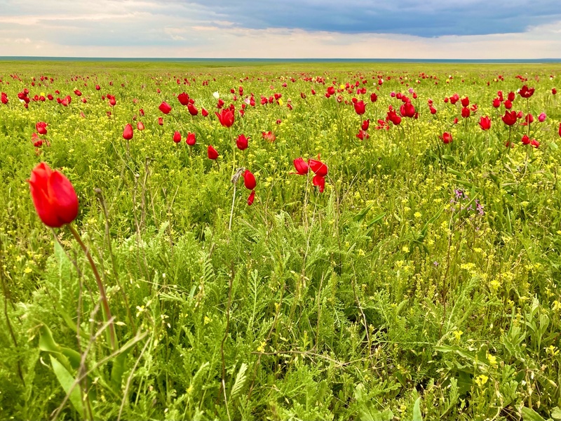 Бесплатная лекция по Калмыкии