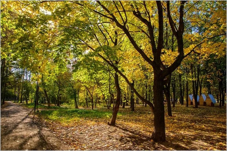 Золотой картофель