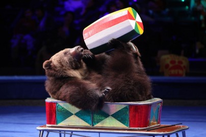 Королевство львов