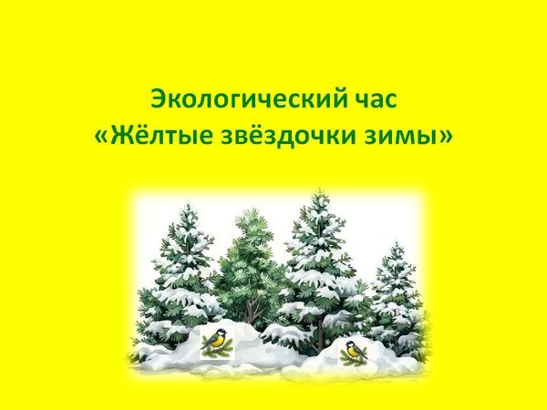 Экологический час «Жёлтые звёздочки зимы»