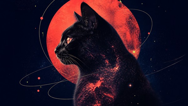 Кошачья вселенная