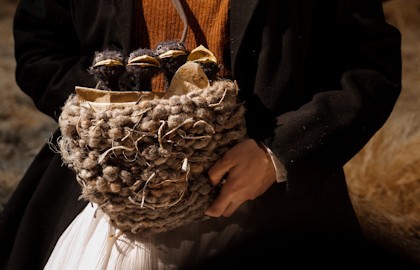 Дневник ласточки