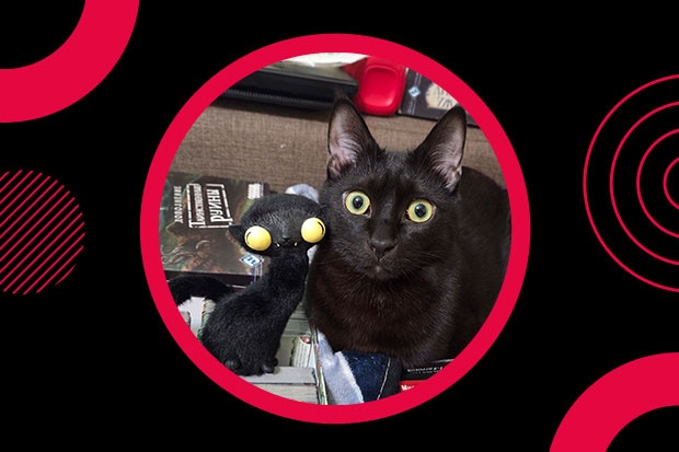 Онлайн-квест «Котики-Невротики»