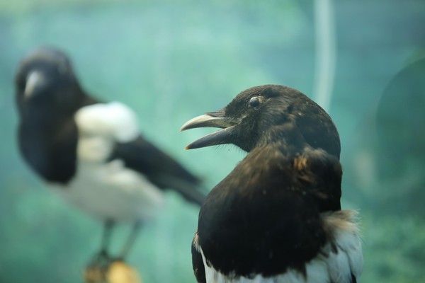 Программа «Животный мир Томской области»
