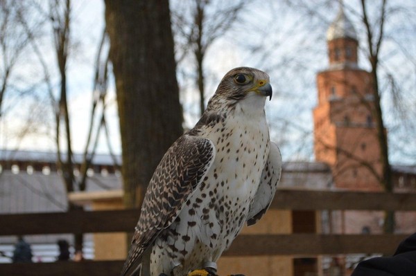 Выставка «Соколиный двор»