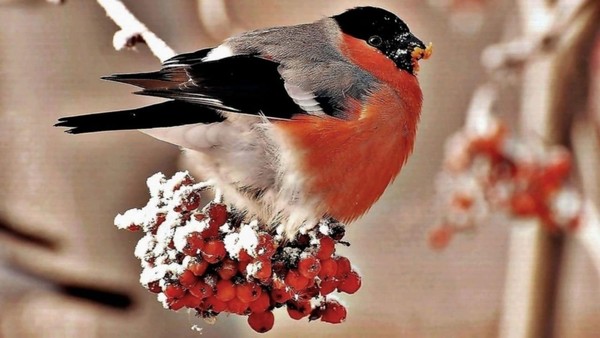 Мастер класс «Роспись ватной игрушки»