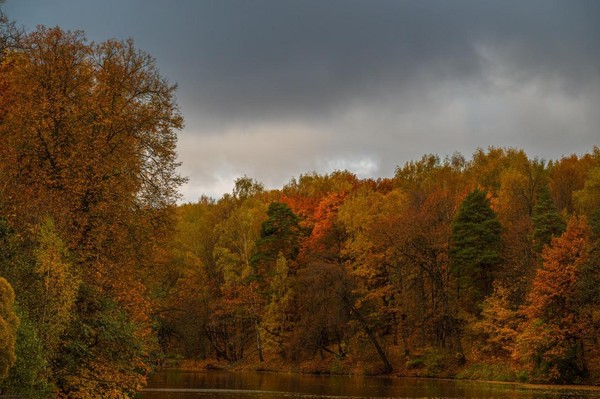 ЛесТории: творчество М.М. Пришвина