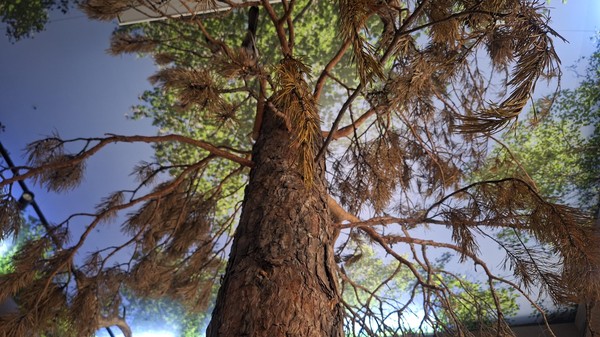 Интерактивное занятие «Денежное дерево»