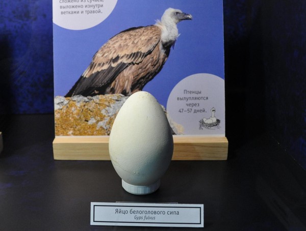 Выставка «Кто в яйце живёт?»