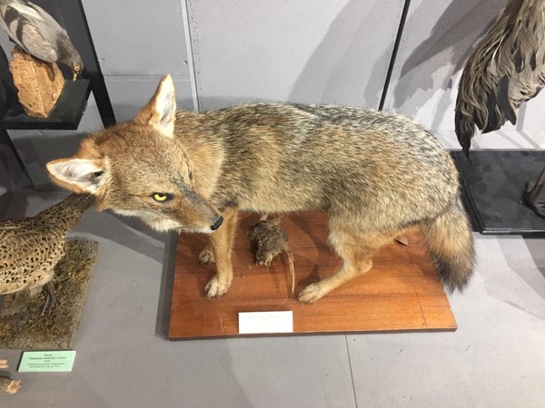 Экскурсия «Животный мир Крымского полуострова»