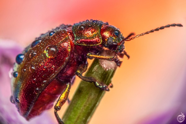 «ФОТОМИКС»: в Хабаровске презентуют ежегодный творческий отчёт фотографического общества