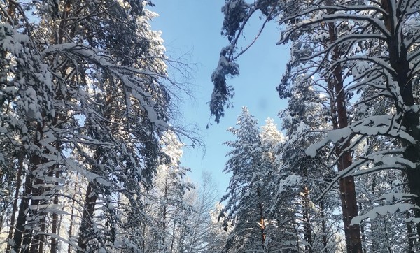 Выставка «Зимний пленэр»