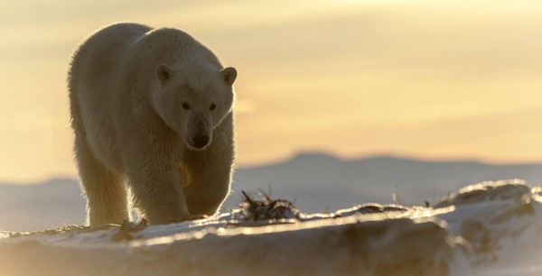 Мультимедийная программа «Под созвездием Большой Медведицы»