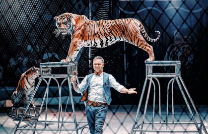 Тигры на земле и в воздухе