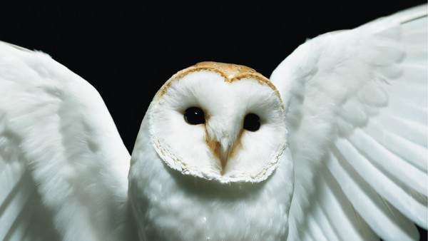 Трибьют Deftones