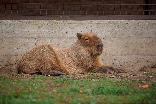 Показательный тренинг капибар