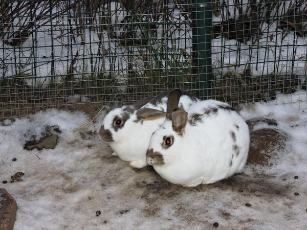Экскурсия «Любовь и верность в мире животных»