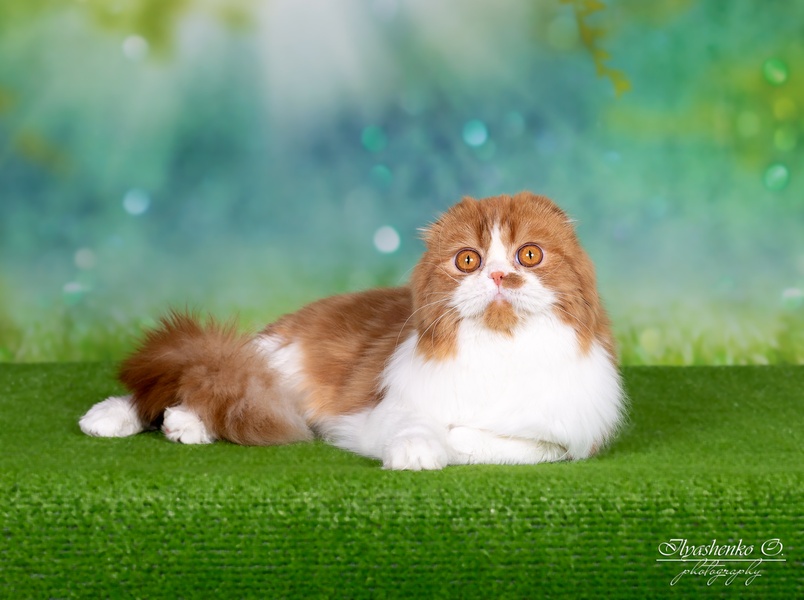 Ярмарка котят и щенков