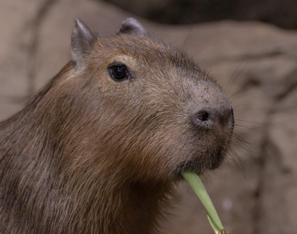 Праздник «Именины капибары Валентина»