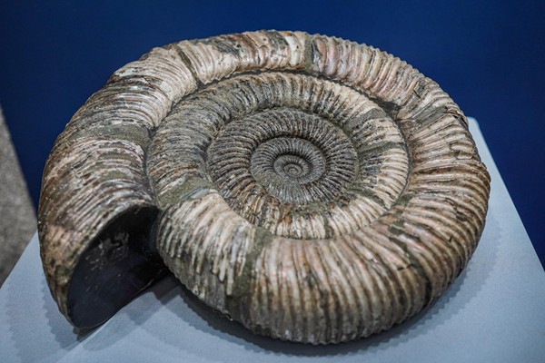 Выставка «Такие разные моллюски»