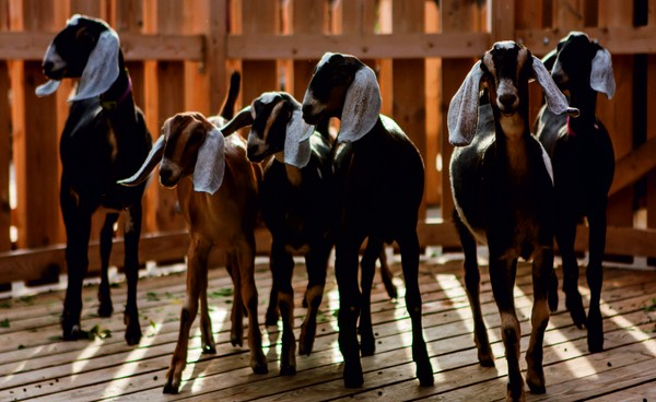День на ферме нубийских коз