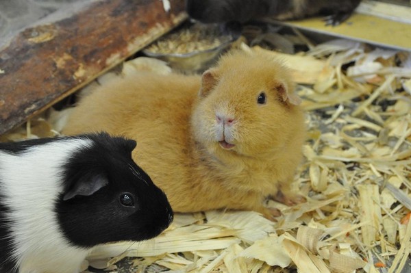 Семейный квест