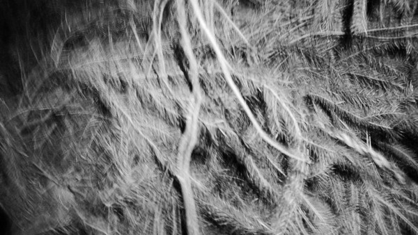 Современные тенденции в видеоарте. Видеотекст