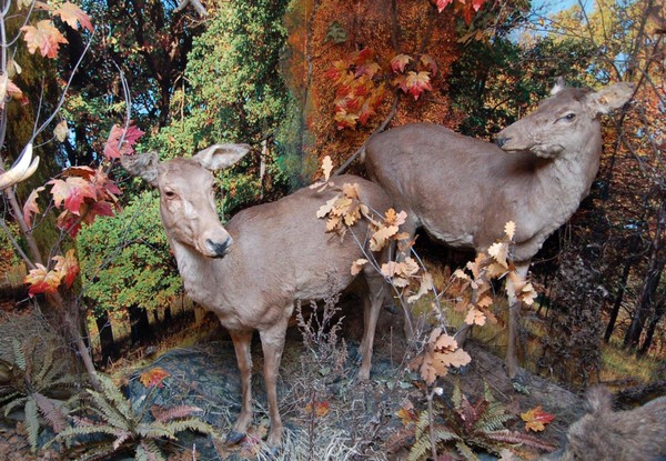 Экскурсия «По страницам Красной книги»