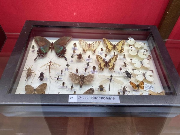 Выставка «Бабочки пушкинского детства»