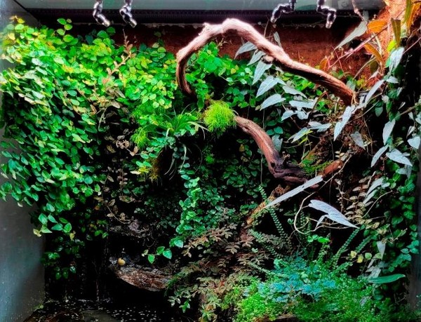 Как вырастить зелёные джунгли дома