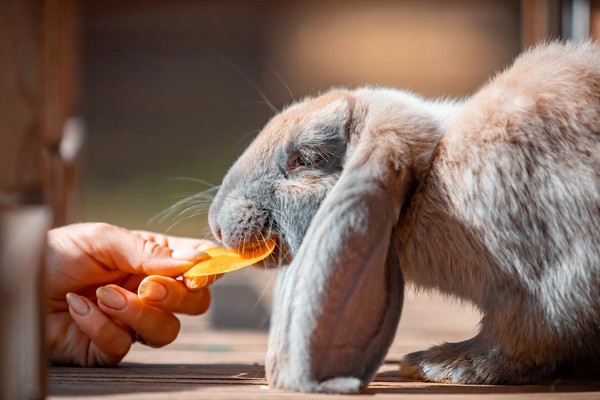 Пушистая масленица в парке альпак «Пача Мама»