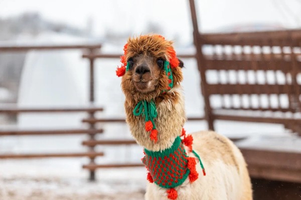 Пушистая масленица в парке альпак «Пача Мама»