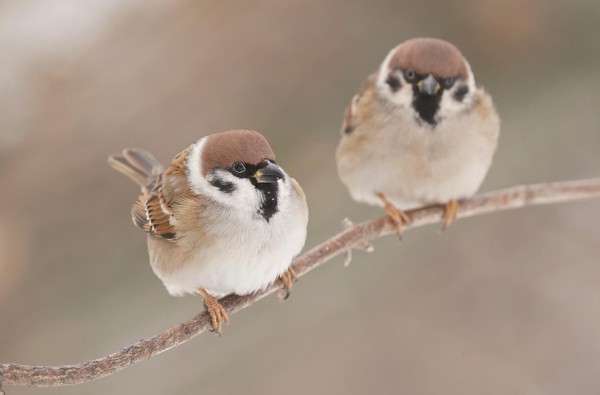 Всероссийская перепись воробьев «Воробьи на кустах»
