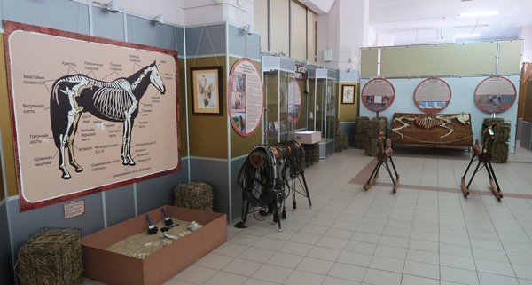 Интерактивная экскурсия «Лошадиные силы»