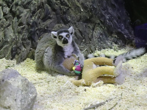 Показательные кормления