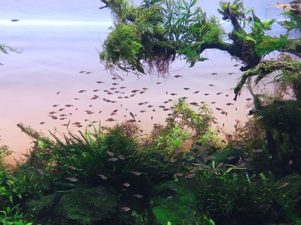 Мастер-класс «Рыбки»