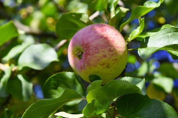 Клуб «Оптимист»: весенняя обработка и подкормка плодово-ягодных культур